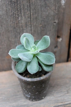 Эхеверия пульвината Echeveria pulvinata