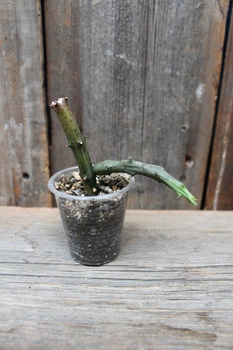 Церопегия стапелевидная Ceropegia stapeliiformis