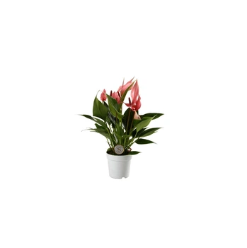 Растение Антуриум Лилли (Anthurium Lilli) в горшке 10 см, высотой 25-35 см, с цветками.
