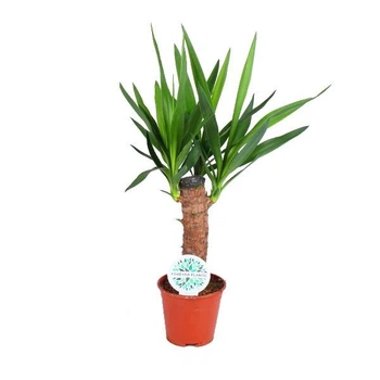 Растение в горшке Юкка Yucca