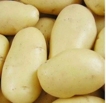 Рання картопля Орла I репродукція 20кг