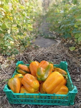 Насіння перцю Рання Сенсація (25 шт)