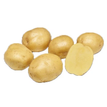 Насіннєва картопля Твістер 2,5 кг (перша репродукція) Проф.насіння