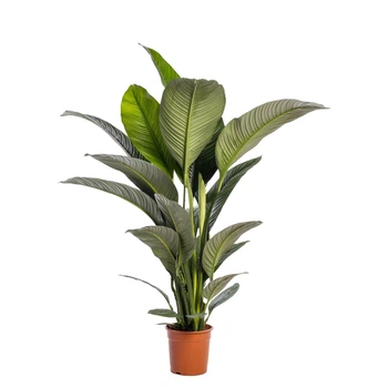 Спатифілум Сенсація (Spathiphyllum Sensation) висота 100см, 21горщик