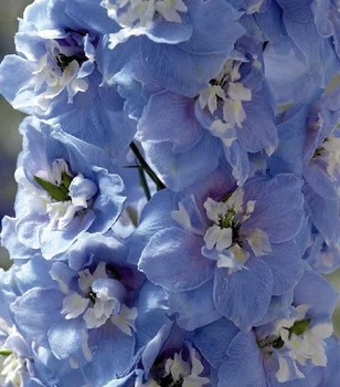 Дельфініум "Magic Fountain Sky Blue/White Bee" Рослини, квіти багаторічні, розсада, саджанці