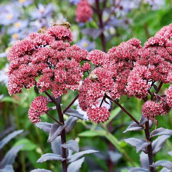 Саженцы Яскрава Седум Red Cauli (Рэд Коли) контейнер 0.5 (49049)