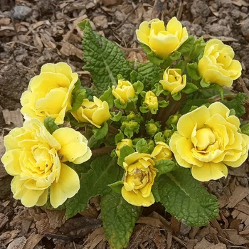 Примула "Belarina 'Buttercup Yellow"