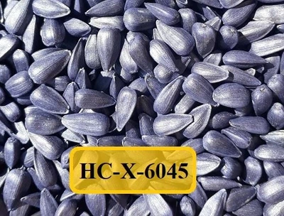 Насіння соняшнику HC X6045 (Євролайтинг) НАНО (6.2кг)