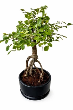 Бонсай Zelkova Вʼяз в кераміці (12/30-35)