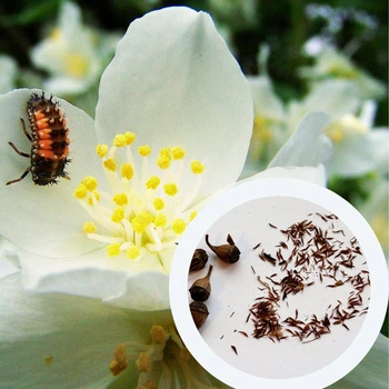 Жасмин садовый семена 5 коробочек (прибл. 700 шт) (Philadelphus coronarius) чубушник обыкновенный