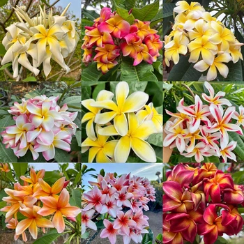 Плюмерия Ароматная Plumeria rubra, микс цветов, семена 5 штук