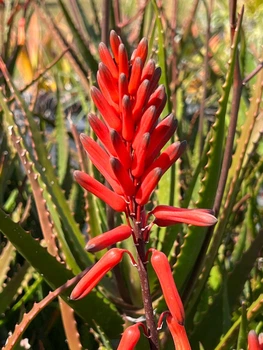 Красивоцветущее Алоэ Давэй Aloe dawei, семена 3 шт