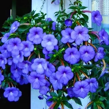 Ахіменес Cattleya луковиця Matla Flowers