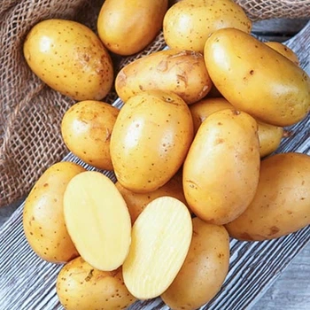 Насіннєва картопля Корольова Анна 1 кг (перша репродукція) Solana