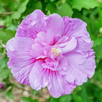 Гибискус сирийский Lavender Chiffon 1л
