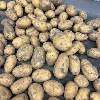 Насіннєва картопля Торенія 1 кг, 100-110 днів 2 репродукція