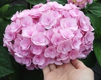 Гортензия крупнолистная "You and me" Romance"декоративные кусты для сада, саженцы, многолетние цветы, деревья.