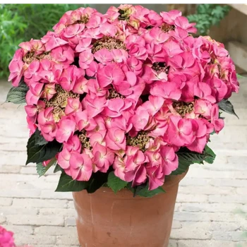 Гортензия крупнолистная "Tiffany Pink" Садовые растения, многолетние цветы, рассада, саженцы, травы