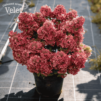 Гортензия метельчатая Петит Стар. (Hydrangea paniculata Petite Star) С3, 5лет