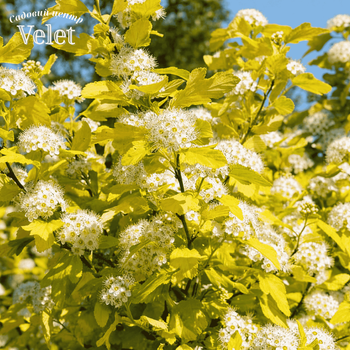 Пухиропроизводитель калинолистный Dart's Gold (Physocarpus opulifolius Dart's Gold) С2