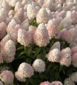 Гортензия метельчатая Меджикал Свит Саммер (Magical Sweet Summer) Р9