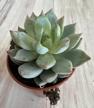 Ехеверія Echeveria sp. D5.5 см Сукулент Кімнатна рослина