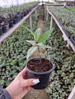 Лавр благородный (Laurus nobilis) — саженец комнатного растения, высота 17 - 20 см