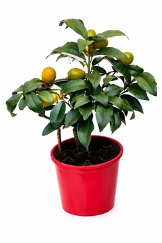 Цитрус Kumquat, горщик ⌀ 12, висота 40-45см