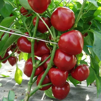 Семена перца Думас 0.2г
