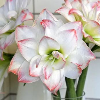 №321 Амариліс Amadeus Candy