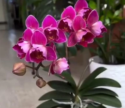 Орхідея (підліток зараз без квітів) TopDreams Phal 5038 Ruby Chips розмір 1.7 (мох)