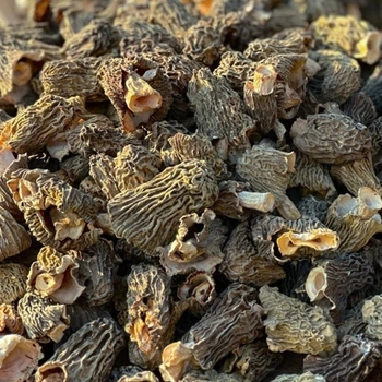 Зморшкова шапинка, цілі плодові тіла, 50 грам