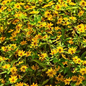 Насіння Меламподіум Million Gold, Melampodium paludosum 10 шт/уп