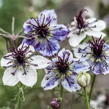 Насіння Нігелла папіллоза 'Delft Blue', Nigella papillosa 5 шт/уп