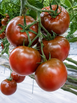 Томат "Ефіоп" ТМ "GL Seeds" 0,1 г.