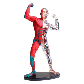 Модель мышц и скелета человека Edu-Toys сборная 19 см (SK056)