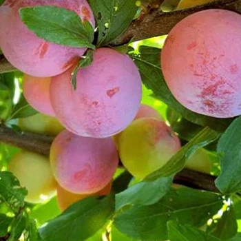 Саджанці диплоїдної сливи Суперіор (привитий) - 2-річний
