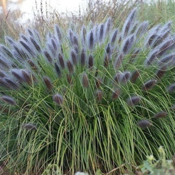Пенисетум лесохвостый 'Black Beauty' (Pennisetum alopecuroides 'Black Beauty') Р9