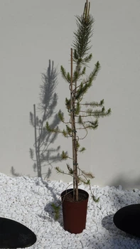 Экзотическое хвойное растение Сосна итальянская Пиния (Pinus pinea) «Spanish Premium» — высота 140 см
