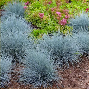 Овсяница сизая 'Блу Ред' (Festuca glauca 'Blue Red'), Р9