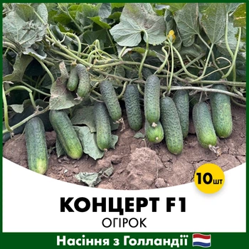 Огурец Концерт F1, 10 шт, Семена из Голландии
