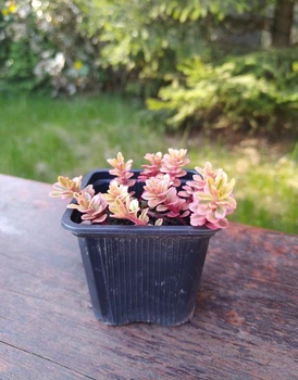 Саджанець очиток (Седум) камчатський Едж (Sedum kamtschaticum The Edge)
