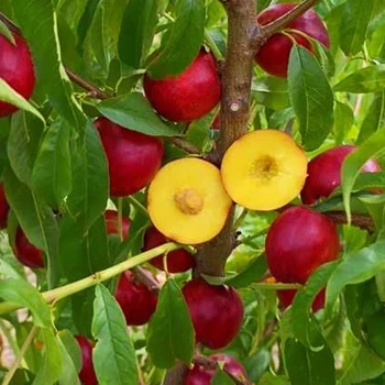 Саджанці нектарину Екстрим Мей (привитий) - 1-річний