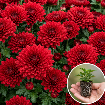 Хризантема касетна Koori Red 1 шт