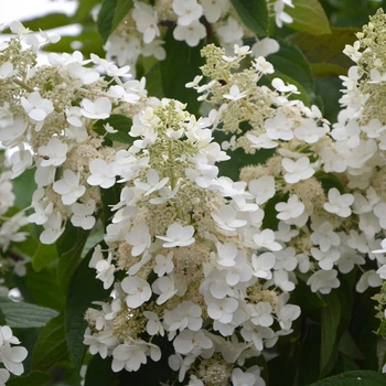 Гортензія волотиста Прім Вайт (Hydrangea paniculata Prim'White) кущ в горщику 12л, 7 років