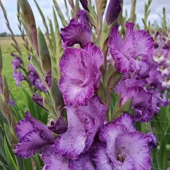 Гладіолус Mauve Muse цибулина Matla Flowers