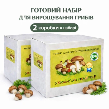 Набор для выращивания королевских шампиньонов дома, грибная коробка с засеянным мицелием, готовый комплект для урожая (2 коробки)