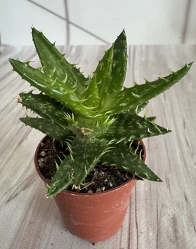 Алое ювенильное aloe juvenna D5.5 см Суккулент Комнатное растение