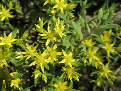 Очиток лозовидный (Sedum sarmentosum) Р9