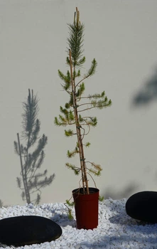 Сосна Пиния (Pinus pinea) — Итальянская сосна для сада и террас (Высота 140 см)